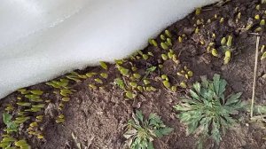 Нарциссы тянутся к солнцу: чем подкормить в марте