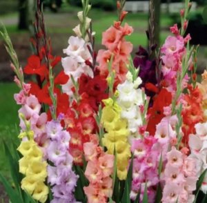 2 Часть! гладиолус и тюльпаны