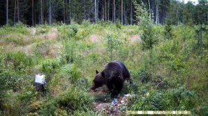 Black bear.A bear walks on a wild boar feeder.Wild animals