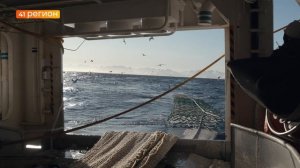 146 ТЫСЯЧ ТОНН СЕЛЬДИ ПОЙМАЛИ РЫБАКИ-ДАЛЬНЕВОСТОЧНИКИ • НОВОСТИ КАМЧАТКИ