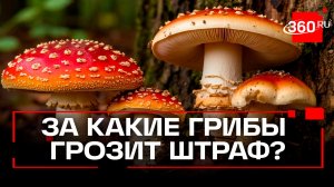 Грибникам приготовиться: за какие лесные грибы будут штрафовать?