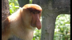 Пальмовое масло убивает этих обезьян