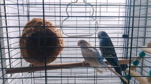 Попугайчики 2026