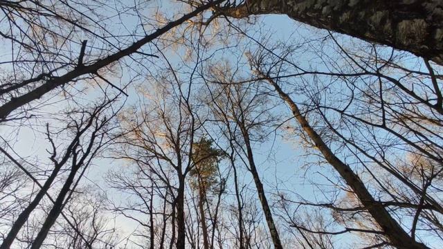 Что-то происходило у ворон, наверное, весне радовались