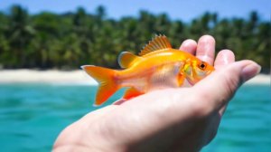 Рыбка золотая -на мои стихи в моём исполнении