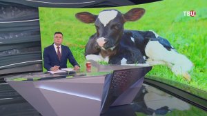 Теленок из пробирки родился в Ленинградской области