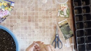 ДА НАЧНУТСЯ ПОСАДКИ☺️ АРБУЗЫ, ДЫНИ УКОРЕНЯЕМ КОЛЛИЗИИ