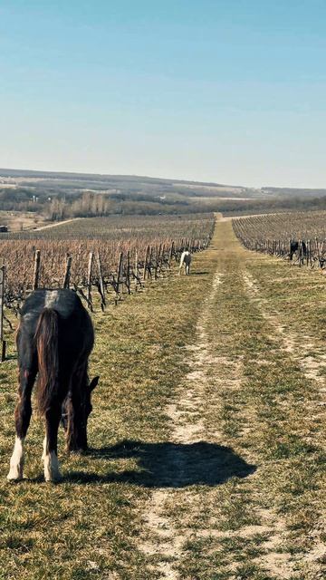 Конные прогулки в Бюрнье