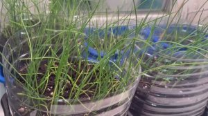 Лук чернушка, мои наблюдения.