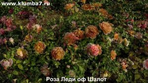 Розы, цветущие все лето! Без перерывов!  Питомник Клумба7
