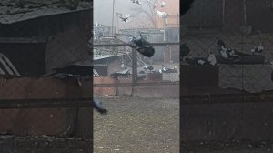 "Моя голубятня" - голуби Скворцова Алексея. Бударино.