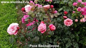 РОЗЫ-ПЕРВОГОДКИ: Лучшие сорта для быстрого старта и обильного цветения