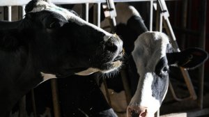 «Нас лишили дохода»: фермеры Новосибирской области протестуют против уничтожения скота