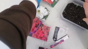 Посадка семян петуний под рассаду