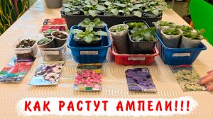 Как развиваются ампельные петунии из семян! Что буде с ними делать? Черенковать? Прищипывать?