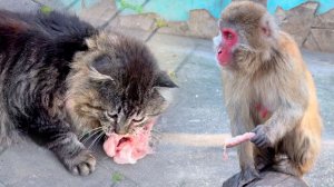 УМОРА! Брезгливая БАБКА МОЕТ МЯСО! Чистоплотная макака! Туристы получили массу удовольствия!