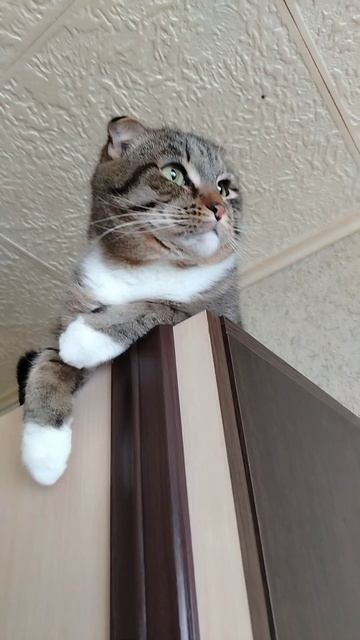 В раздумьях!!!🐈🐱😘😍😻🥰🫣😚(котик Тёма!!!)🐈