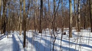 Выходной в роще