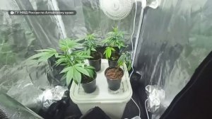 Жителя Барнаула задержали за выращивание конопли в квартире