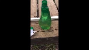 Что делать , если нет завязей и плодов. Расскажу как мы опыляем помидоры для плодообразования.