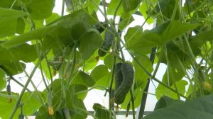 Не покупайте семена, пока не посмотрите это видео