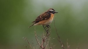 Звук природы. Птицы. Чекан луговой на лесной опушке поет