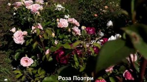 Розы, цветущие все лето! Без перерывов!  Питомник Клумба7