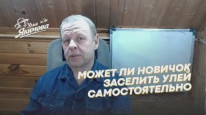 Как новичку самостоятельно перевезти пчёл
