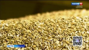Элитные семена уже готовят к посеву в Нижегородской области