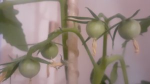 19.03.2026 Первые томаты завязались.