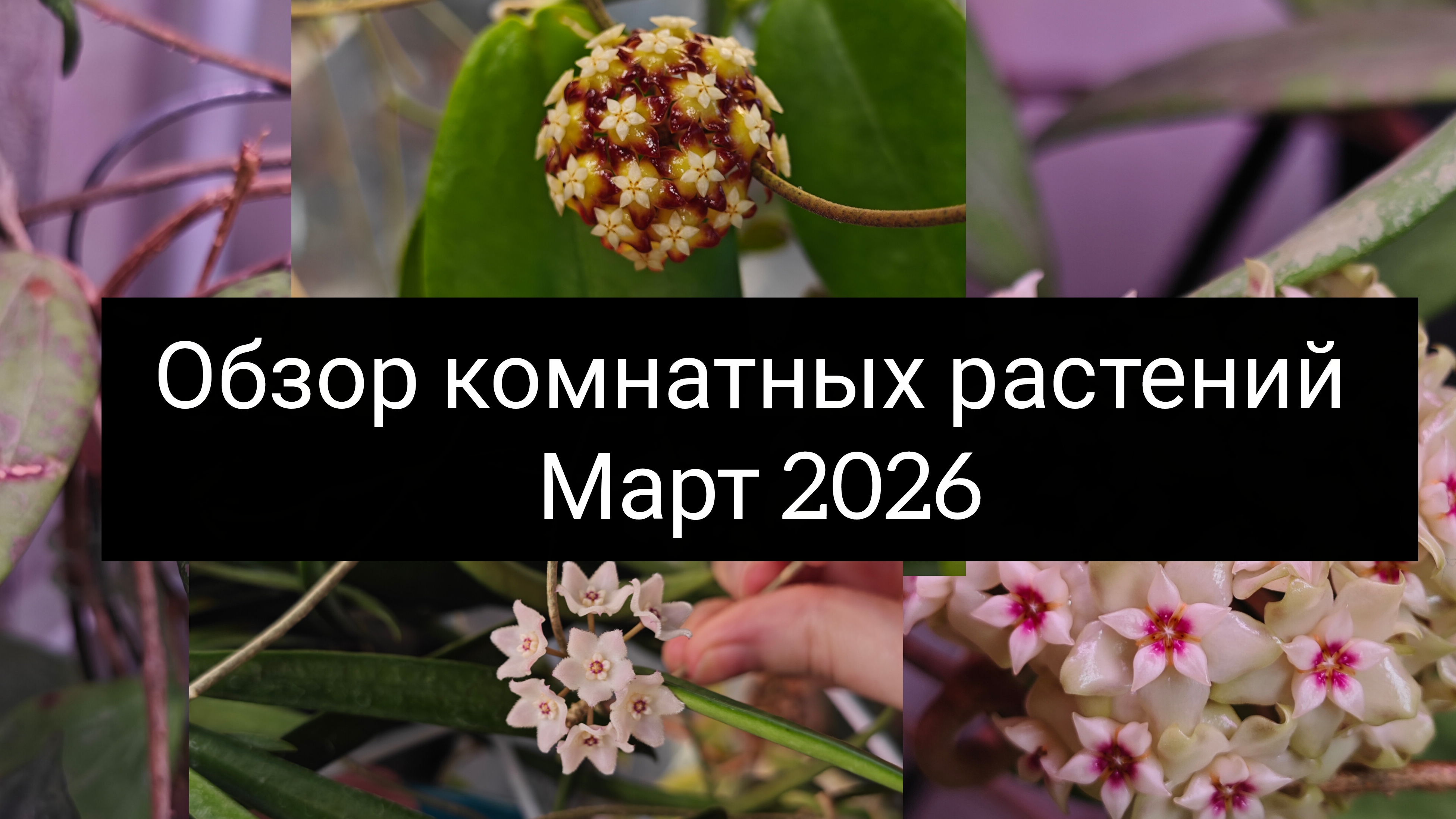обзор комнатных растений. март 2026
