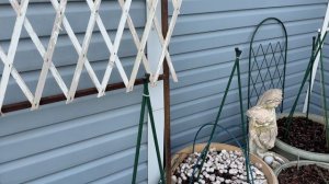 Открыла розы в кашпо🌿 горшечный садик 18 марта 26г🌿