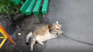 Толстый кот Степа играет с веревочкой