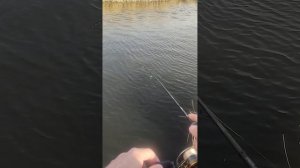 Весенний мормышинг. Ловля таранки.