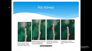 Уход за садом с Анастасией Борункова 19.3 14:00