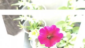 Удобрение для петуньи