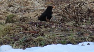 Кадры зябкого дня 19 марта 2026 / Ижора. Межстоличье.