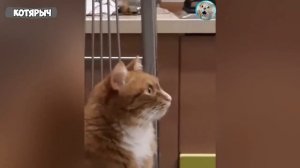 БЕССТЫЖИЕ_ЖИВОТНЫЕ_КОТОРЫЕ_ПЕРЕШЛИ_ВСЕ_ГРАНИЦЫ😈