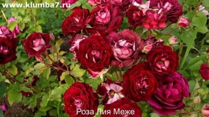 Роза, которая цветет без остановки - роза Лия Меже!