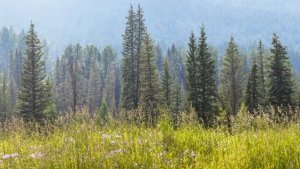 ТАЙГА. Рассказы очевидцев про сибирскую тайгу.  Древние тайны. Лесные духи.