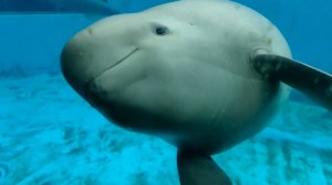 🌊Китайские власти и волонтёры спасают «улыбающихся ангелов» от исчезновения