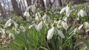 Подснежники. Хит из 80-х в новом звучании (ИИ Кавер) | ВИА "Апрель"