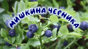 Мишкина ЧЕРНИКА 🐻🦌🌲