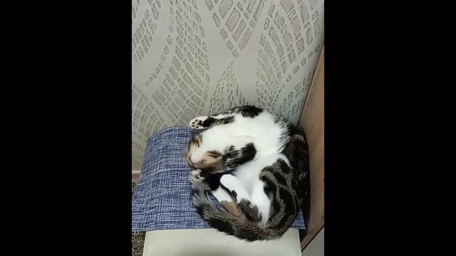 Toi Mon Amour, Mon Ami