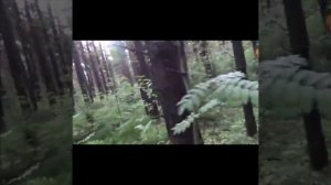 Поход за дарами леса.Собираем грибы.