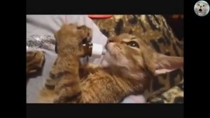 КОТЫ_ХУЛИГАНЫ,_НАГЛЕЦЫ!😼_СМЕШНЫЕ_ПРИКОЛЫ_ПРО_ЖИВОТНЫХ😹