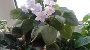 Последствия поедания еды котом и вам рассады хорошей.