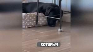 МАСТЕРА_ИЛЛЮЗИЙ🙀_СМЕШНЫЕ_ЖИВОТНЫЕ😂