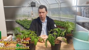 Подготовка семян и посев томатов, перцев и баклажан на рассаду