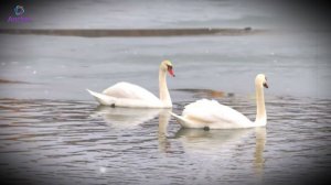 Всё забыть.